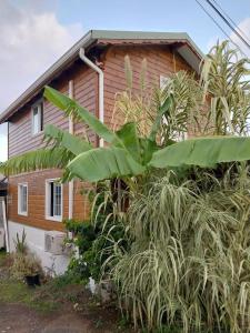 Ein Haus mit einem Haufen Pflanzen davor. in der Unterkunft Le Cosy Bungalow de Lili / 5min de l'aéroport in Les Abymes