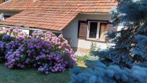 O grădină în afara Apartman Nebojša