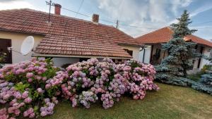 O grădină în afara Apartman Nebojša
