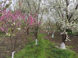 een rij bomen met roze bloemen in een veld bij Mzia's Garden in Kʼvakhvreli