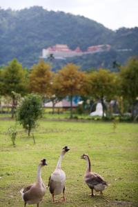 trois canards marchant dans un champ d’herbe dans l'établissement Meihua Lake Leisure Farm, à Dongshan