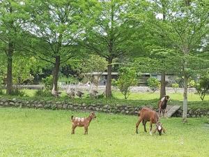 un groupe d’animaux herbivores dans l'établissement Meihua Lake Leisure Farm, à Dongshan