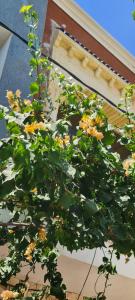 una planta con flores amarillas delante de un edificio en L'Hirondelle de Kelibia : Chez Amou, en Kelibia