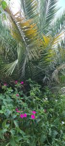 un jardín con flores rosas y una palmera en L'Hirondelle de Kelibia : Chez Amou, en Kelibia