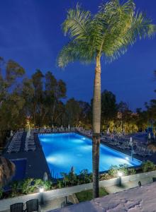 a palm tree next to a swimming pool at night at AluaSun Costa Park in Torremolinos