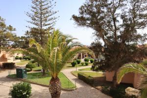 een palmboom in het midden van een tuin bij Sun & Beach Alvor in Alvor