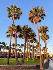 grupa palm w parku w obiekcie Playa del Ingles Vitamine D garantie w mieście San Bartolomé