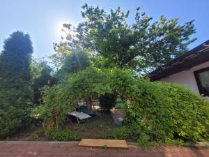 ein großer Busch im Hof eines Hauses in der Unterkunft Vila Kalypso in Schitul