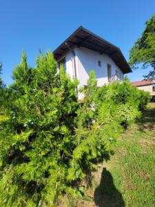 a pine tree in front of a house at Vila Kalypso in Schitul