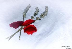 Fotografia z galérie ubytovania La Posada De Lola v destinácii El Molar
