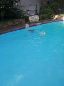 um golfinho e uma bola numa piscina em The Terrace Guest House em Roodepoort