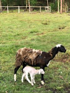 a baby sheep standing next to a mother goat at Pousada Ilhas Do Sol in Senador Amaral