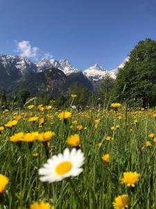 um campo de flores com montanhas ao fundo em Ferienzimmer Brennerbauer em Lofer
