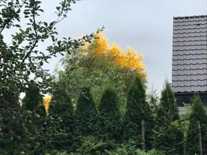ヴィエリチカにあるEko-padの建物前の黄葉樹