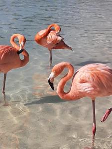 a group of pink flamingos standing in the water at Palmita Hotel Hostel in Oranjestad