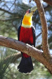 a colorful bird sitting on a tree branch at Refúgio Melissa in Campos do Jordão