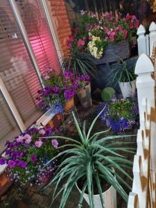TIFFY'S PLACE Adult Guest House في بلاكبول: حفنة من الزهور في الأواني على شرفة