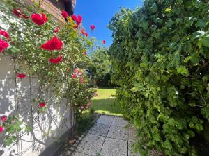 un jardin avec des roses rouges et une clôture dans l'établissement Ferienwohnung di Simoni, à Bad Laasphe