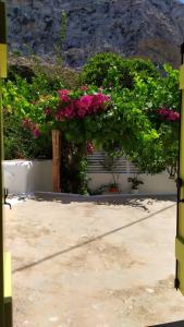 a group of pink flowers in a garden at Grandpa's Traditional Guesthouse in Amorgos