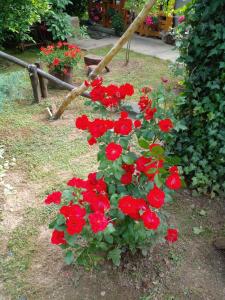 a group of red flowers in a garden at Skriveni raj in Vrdnik