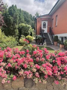 een tuin met roze bloemen voor een huis bij Ferienwohnung Am Hasenberg in Bad Doberan
