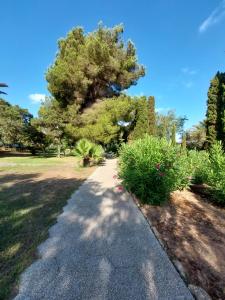 a path in a park with a large tree at Siesta Mar Apartamentos Ibiza in Santa Eularia des Riu