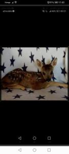 ポロニンにあるAgroturystyka Pod Lasemの星の毛布に鹿が横たわっている写真