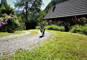 a dog walking down a gravel road in front of a house at LINCA Hiška pod slapom in Podvelka