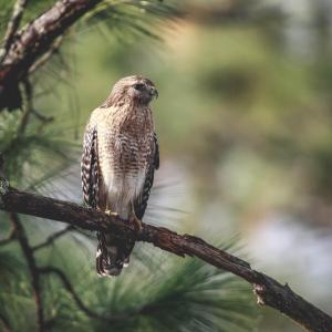 un pájaro está sentado en una rama de árbol en Hawks Nest Loft, en Crawfordville