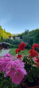 Ein paar rote und rosa Blumen im Garten in der Unterkunft La cabana bunicului in Sibiu