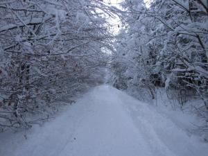 una carretera cubierta de nieve con árboles. en La Doyenne, en Francorchamps
