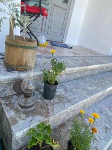 Zahrada ubytování Rupa Guest House Camping Shkoder