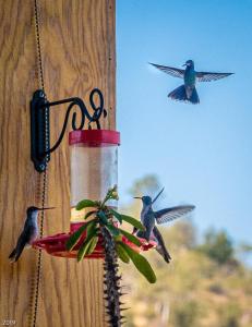 a group of humming birds flying around a bird feeder at Hotel Maggic Home Panor&aacute;mica in Guanajuato