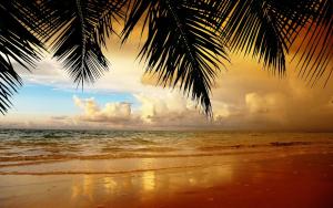a beach with a palm tree and the ocean w obiekcie AlexMarie Holiday Homes Apartments 5 min to Candolim Beach w mieście Candolim