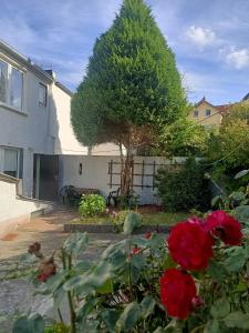 a house with a tree and red roses in the yard at Domek nad morzem in Sopot