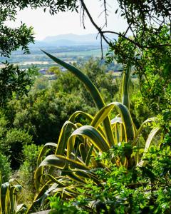 una gran planta verde en medio de un bosque en bnbthekey 1,2,3, en Olmedo