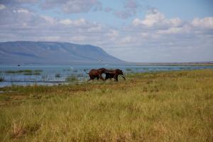 two elephants walking in a field near a body of water at White Elephant Safaris in Pongola Game Reserve