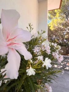 un fiore rosa in un vaso con fiori bianchi di A casa di Ludo a Montecorice