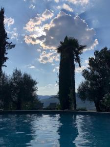 una palmera sentada junto a una piscina en Cà di Mora, en Lisciano Niccone