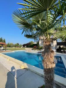 una palmera sentada junto a una piscina en Villa Sunny Side Skopje, en Dolno Solnje