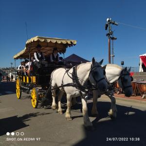 Zvieratá v apartmáne alebo blízkom okolí