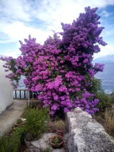 a bush of purple flowers on a wall at Crni in Gdinj +15 photos