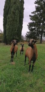 un grupo de ovejas de pie en un campo en Entre Perigueux et Bergerac en Vergt