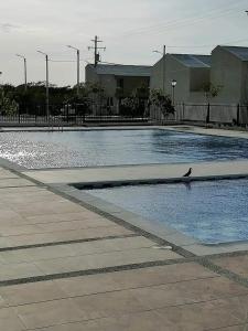 un pájaro sentado en el borde de una piscina en Casa Agradable con estacionamiento privado, en Santa Marta