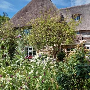 una antigua casa de campo con techo de paja y un jardín frente a ella. en Tudor Cottage B&B Frampton en Dorchester