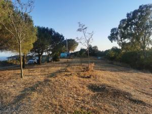 duas árvores num campo com uma casa ao fundo em Podere del Sole 2 em Santa Marinella