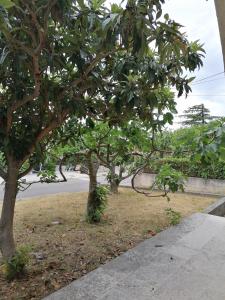 Fotografie z fotogalerie ubytování VILA Tina CRIKVENICA v destinaci Crikvenica