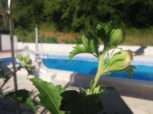 Fotografie z fotogalerie ubytování Holiday Home Mandalena v destinaci Buzet