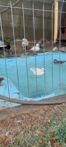 un grupo de patos en una jaula de aves en Cabana Sorina, en Corbu