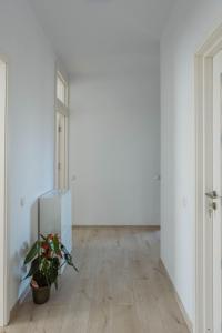 an empty room with a potted plant on the floor at Solomon Apartments Ap 4 in Sângeorgiu de Mureș
